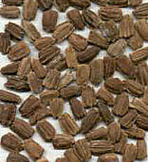 Bottle Gourd Seeds